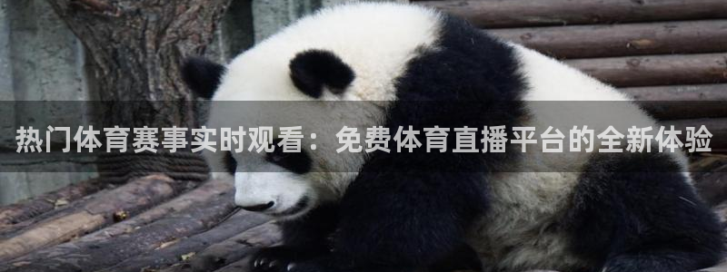 热门体育赛事实时观看：免费体育直播平台的全新体验